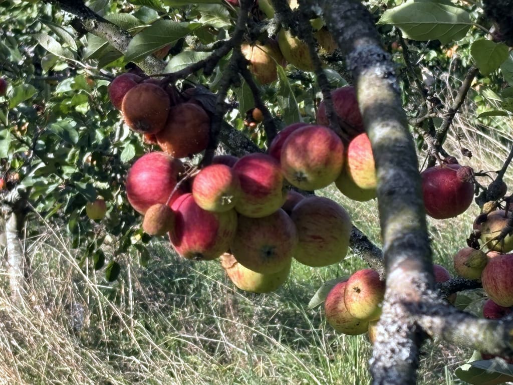 Apple Tree