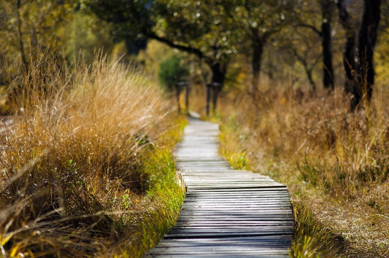 Summer Walks